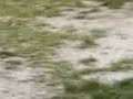 burnout pippi torneo la gabbia 2004