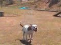 2005 apbt championship