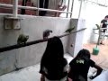 Parrot Gathering at Goodwill for BB & JJ - 31.07.2011.mp4