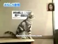 Aula - Video - Gatos locos.mp4