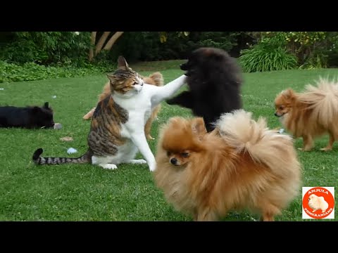 pomeranians - http://bit.ly/PomTraining Use the Secrets of Dog Training's powerful insider info, to successfully train and solve your dog's behavior problems. Anjula Pomer...