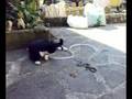 STRACCHINO e il serpente