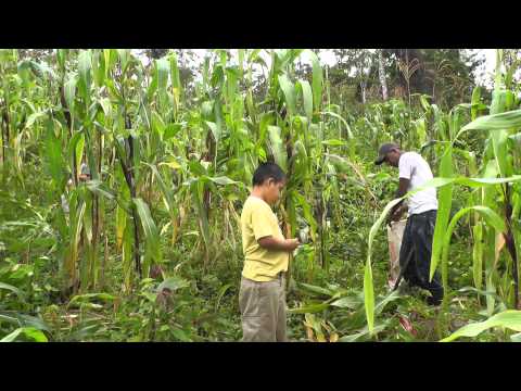 how to harvest corn by hand