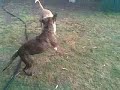 bailey playing with bailey.  both dogs looking for their forever homes at staffy rescue sept08