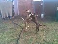 bailey playing with bailey.  both dogs looking for their forever homes at staffy rescue sept08