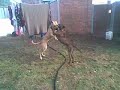 bailey playing with bailey.  both dogs looking for their forever homes at staffy rescue sept08
