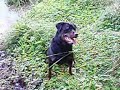 Rottweiller Skill Training
