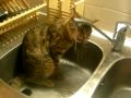 Jeu d'eau et chaton d'eau.MOV