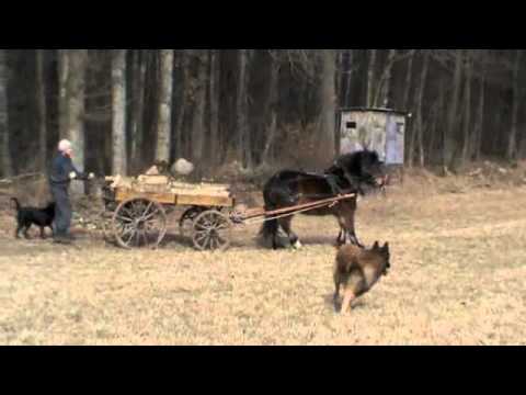 how to collect firewood