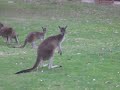 Kangaroos near perth!