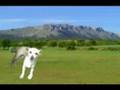 Er Ist Ein Englisch Hund  - Shapic 2008 - Cryes
