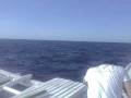 videos de Dave & Riza's Bohol Dolphin Watching