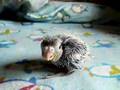 Little Hiss The Baby Cockatiel