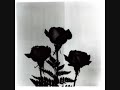 Porta-Mi rosa negra Porta-Mi rosa negra
