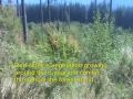 Elbe Tahoma Competing Vegetation