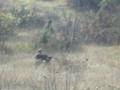 AIRSOFT SCAT MORFITO
