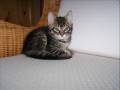 videos de Finn 4.wmv