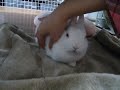 ????????????? Rabbit loves caressing2008/11/04 ????????????? Rabbit loves caressing2008/11/04