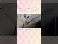 ポメラニアンの子犬がこれでもかというくらいにおててぺろぺろ綺麗にしている現場🐾 #shorts #ポメラニアン #犬のいる暮らし #dogshorts