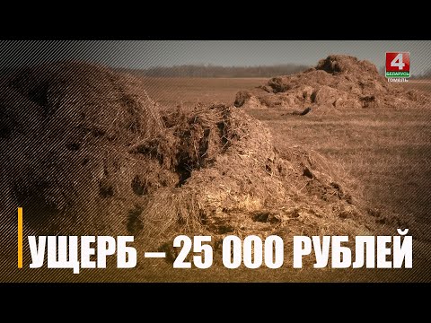Пад кармой з-за халатнасці экс-кіраўніка гаспадаркі сапсавана 300 т саломы на суму 25 000 рублёў видео