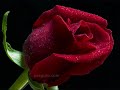 g�ller g�l kokulu MUHAMMED? (sav) anlat?r