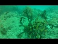 Army Tank Dive Miami Scuba Diving HD