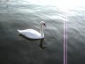 Video screenshot