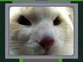 Animals close-up with a wide-angle lens