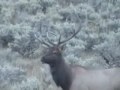 Large 6x6 Bull Elk talking to me in 2007 Large 6x6 Bull Elk talking to me in 2007