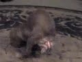Hollingshead Dog