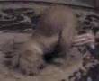 Hollingshead Dog