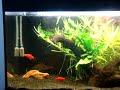 Aqua nano plantado. 3º video da serie. 
