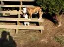 puppies playfighting american bulldogs