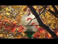 triniwi: Sony dcr-sr200 test 1