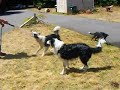 Border Collies Water Dance