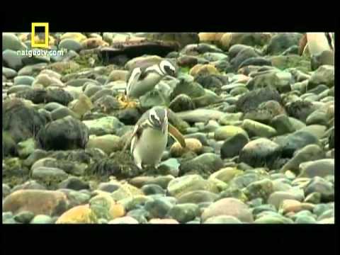 Ilha da Páscoa - Scott e Justin seguem para o extremo sul. Em uma das ilhas mais remotas da Terra, a Ilha de Páscoa, os rapazes ficam admirados com as famosas cabeças de pedr...