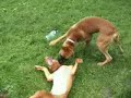 boxer Barnabas with his best friend Mellow