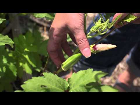 how to harvest okra