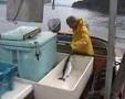 Trolling Robson Bight