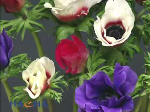 Imagen de previsualización de YouTube