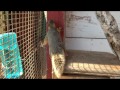 Randy, the Orphaned Squirrel
