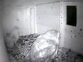 Busy Barn Owl Parents Feed Their Babies