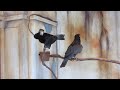 Click here to watch this video Vasa Parrots at the South Carolina Aquarium in Charleston - Madagascar Journeys Exhibit