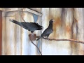 Vasa Parrots at SC Aquarium