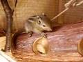 Baby Streifenhörnchen Teil 3