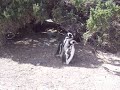 Argentinian Nuzzling Penguins