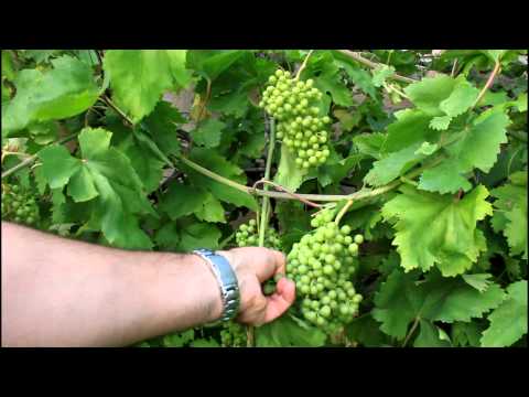 how to plant a grape vine