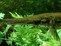 videos de my 125 gallon
