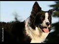 Dog and Puppy Nutrition Video - Protein (Episode 2) Dog and Puppy Nutrition Video - Protein (Episode 2)