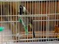 White-Eared Bulbul Song